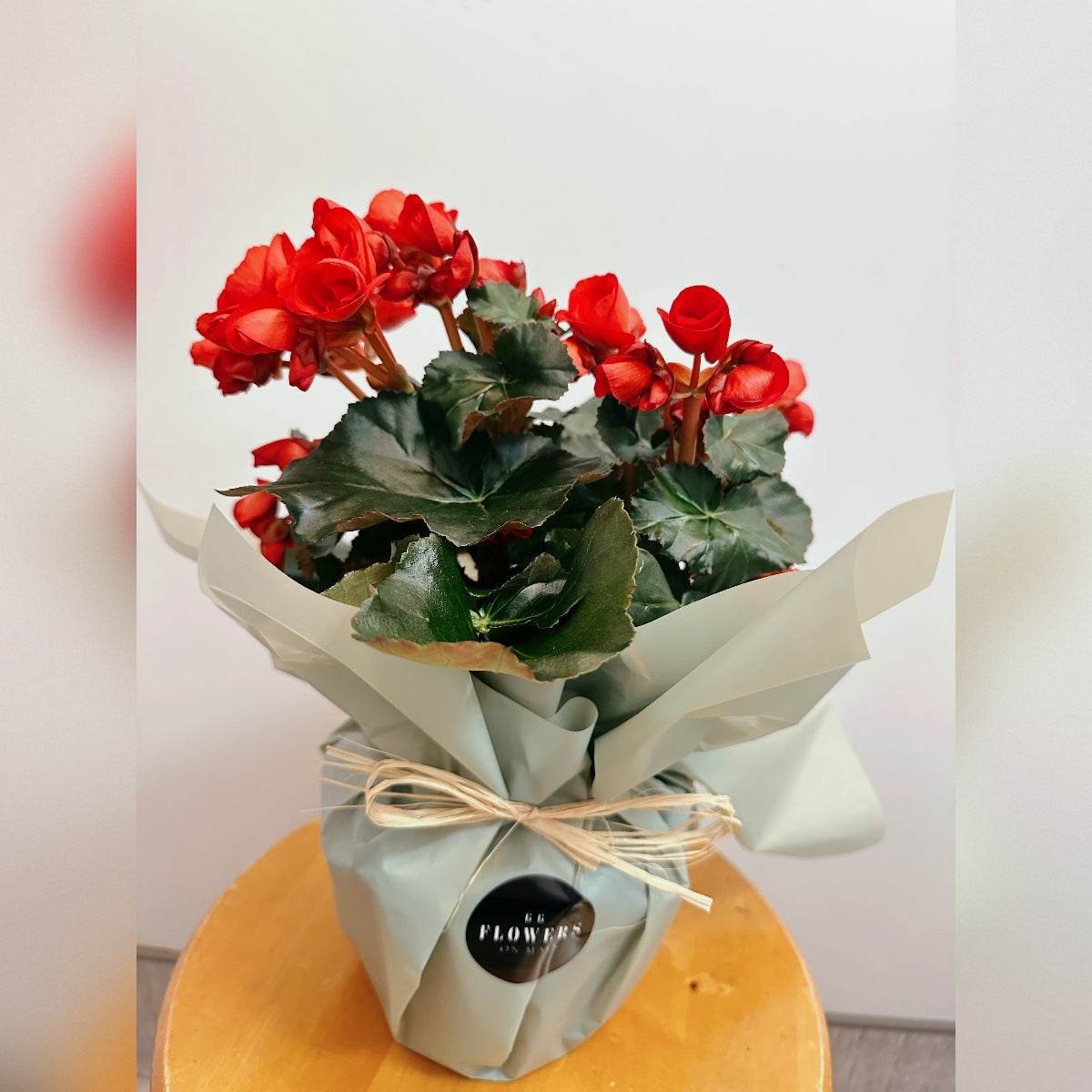 POTTED Plant - Large